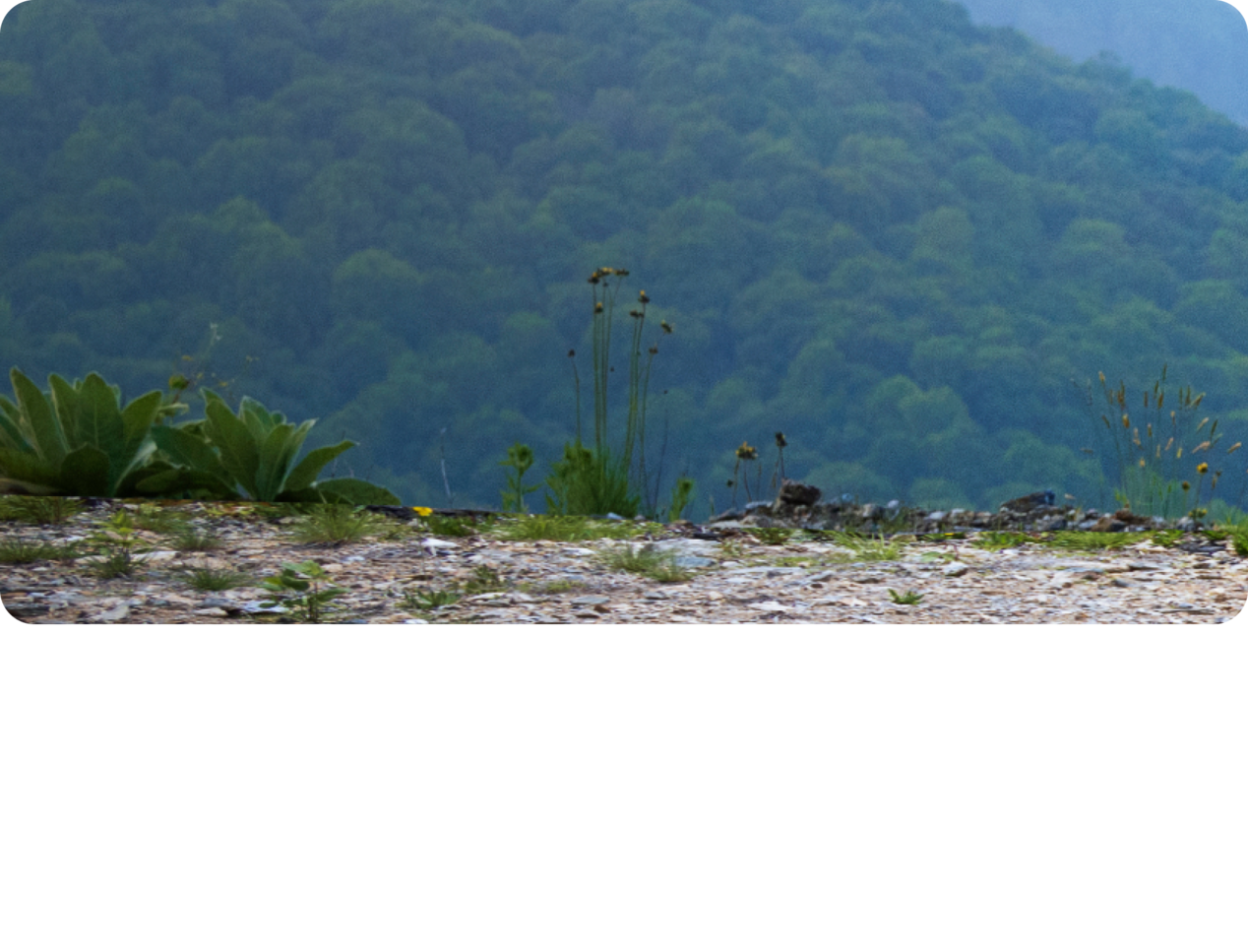 Three Quarters View of a 2025 Chevy Traverse with Trees Behind it
