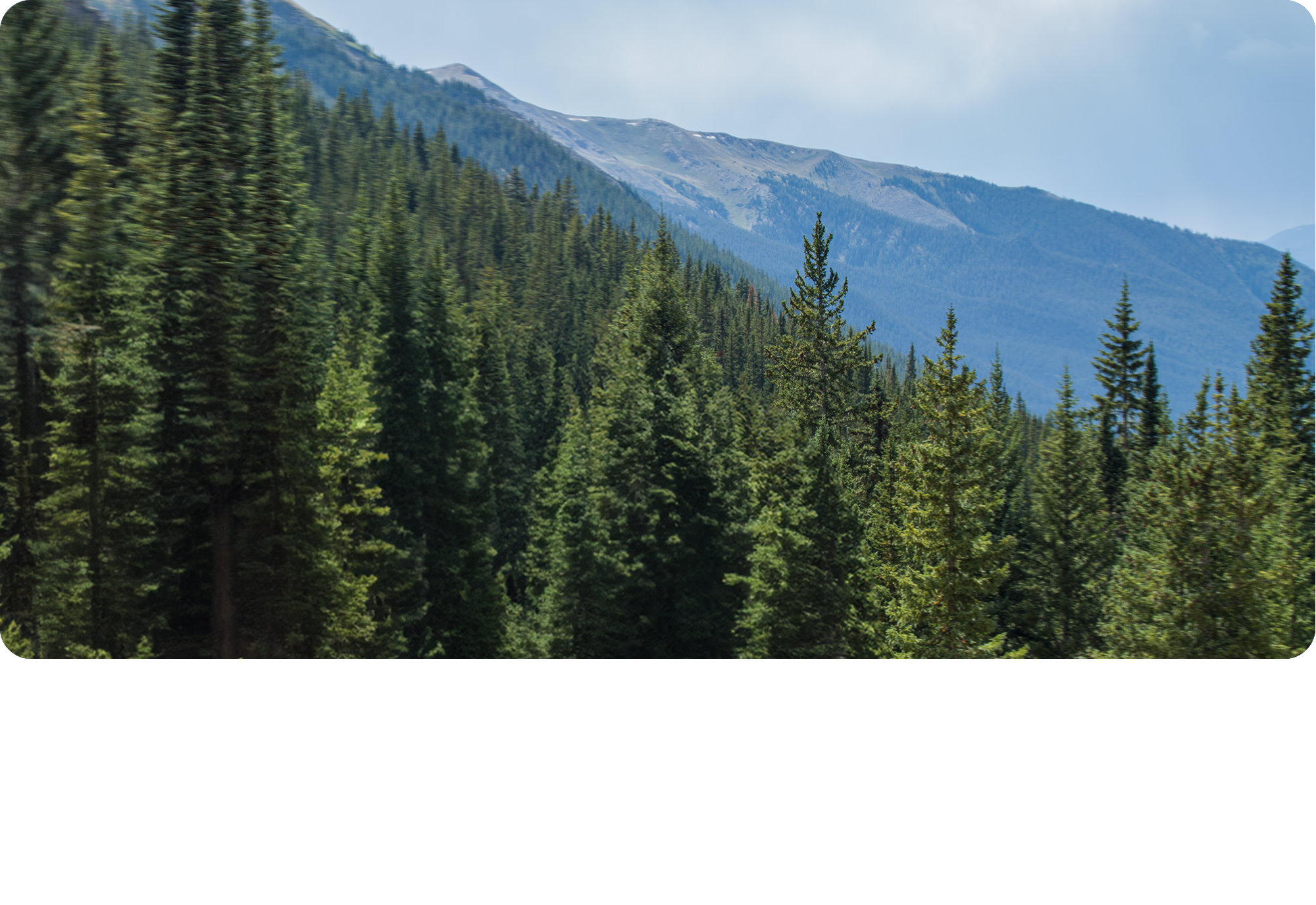 Tall Trees and Mountain Scenery