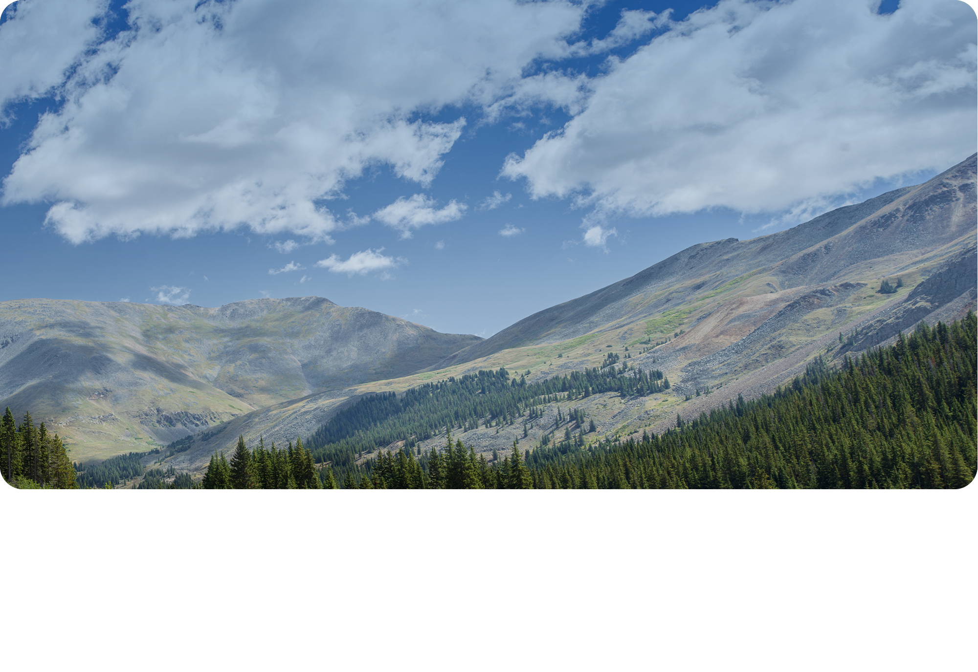 Forest in a Mountain Valley