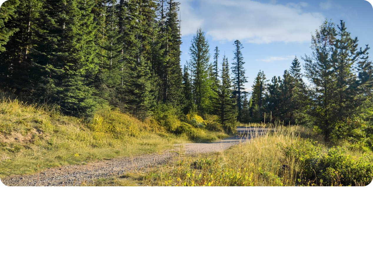 Beautiful View of Nature and Trees on a Sunny Day with a Path in the Middle