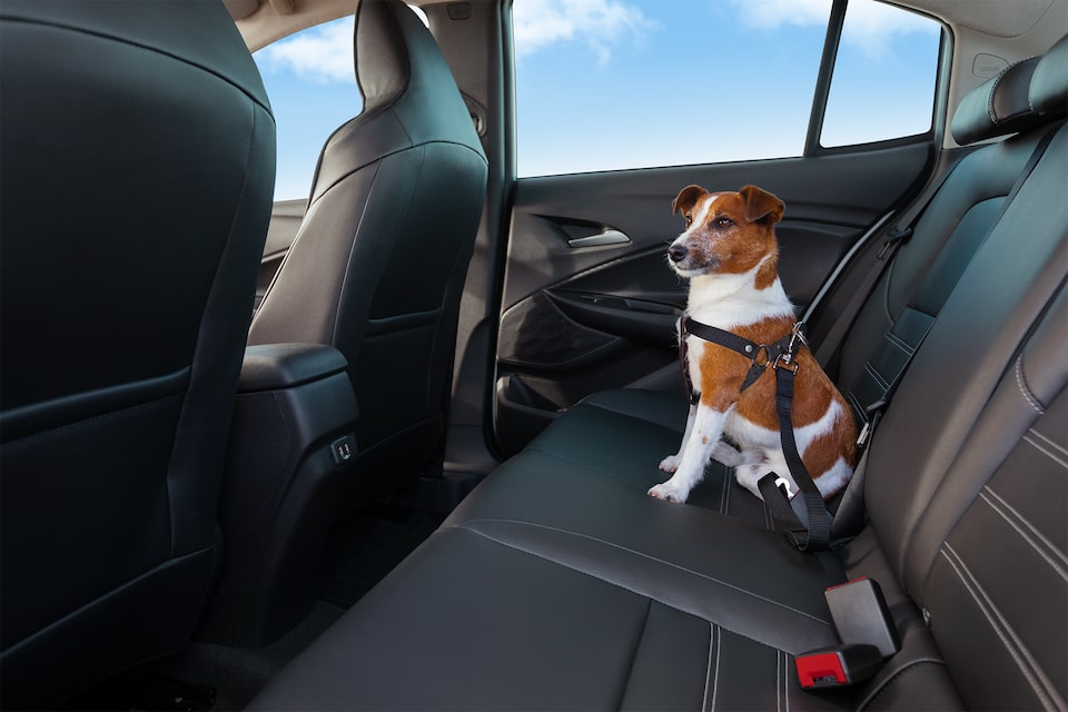 Extensor de cinto de segurança para transportar pet com segurança no Novo Tracker 2021