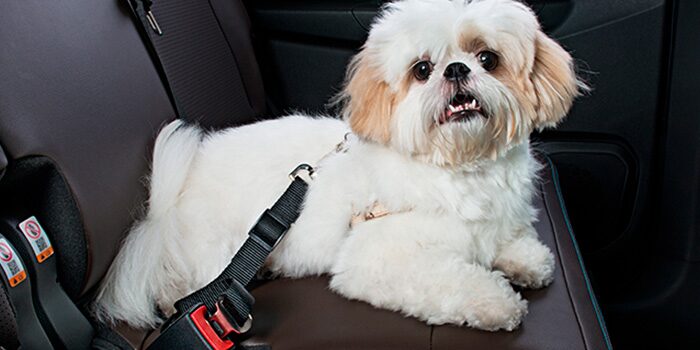 Extensor de cinto de segurança para pets, com um cachorro no banco 