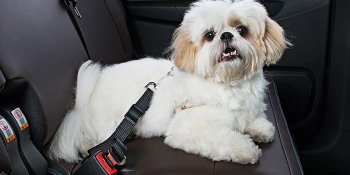 Extensor de cinto de segurança pet do Blazer EV RS