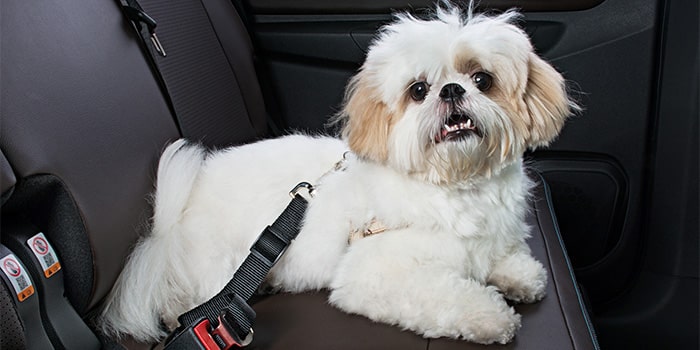 Extensor de cinto de segurança para pet da S10