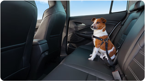 PET - extensor de cinto de segurança.