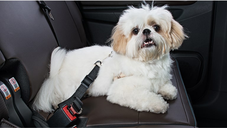 Extensor de cinto de segurança pet do Equinox.