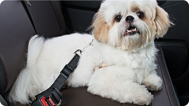 Extensor de cinto de segurança para pet da linha de acessórios originais Chevrolet para o novo Spark EUV