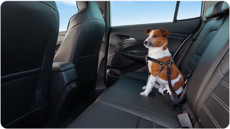 Imagem do cinto de segurança para pet da linha de acessórios originais Chevrolet para o Tracker 2026