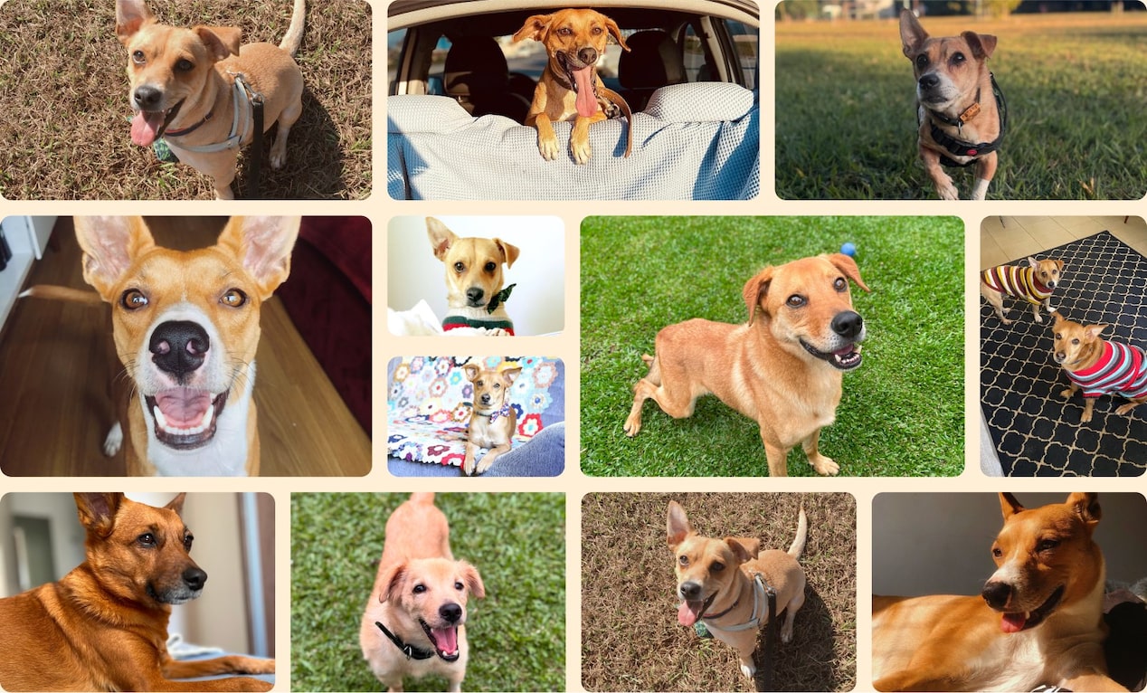 Mosaico composto pelas miniaturas da galeria de fotos dos cãezinhos caramelo que estão participando da campanha elaborada em parceria pela Chevrolet e pela Netflix para encontrar o tom mais BR para o Tracker Caramelo.