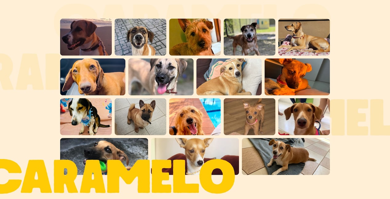 Colagem com diversos cachorros caramelo em diferentes locais — dentro de carros, ao ar livre, perto da piscina e em ambientes internos — sobre fundo bege com letras grandes formando a palavra CARAMELO.