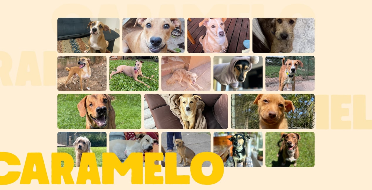 Colagem com vários cachorros caramelo em diferentes poses e ambientes — alguns deitados, outros brincando na grama ou vestindo roupinhas — sobre fundo bege com letras grandes formando a palavra CARAMELO.