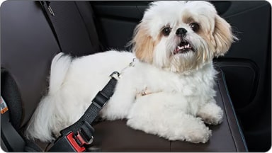 Extensor de cinto de segurança para pet da linha de acessórios originais Chevrolet para o Captiva EV.