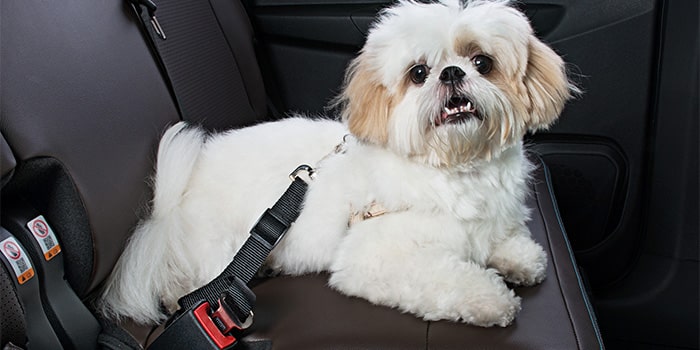 Extensor de cinto de segurança pet