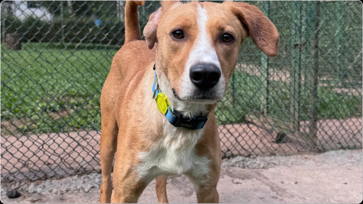Mario Luiz, cachorro de porte médio, em pé olhando para a câmera. Disponível para adoção pelo Instituto Caramelo.