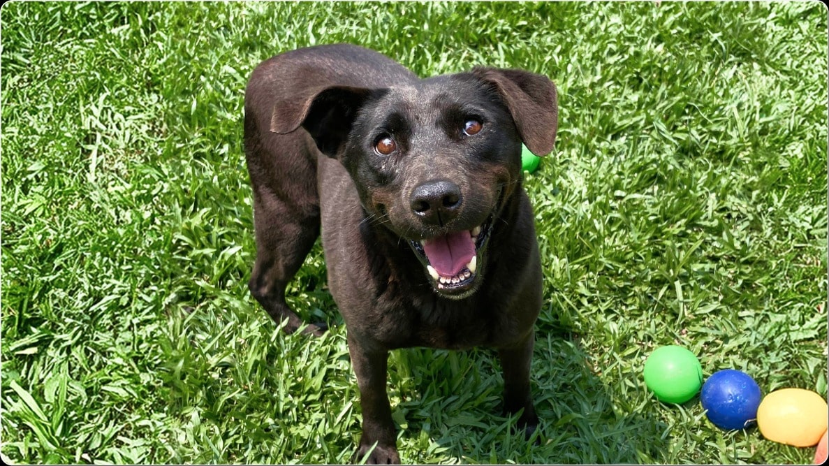 Cachorra Felina porte médio em pé num gramado olhando para a câmera. Disponível para adoção pelo Instituto Caramelo.