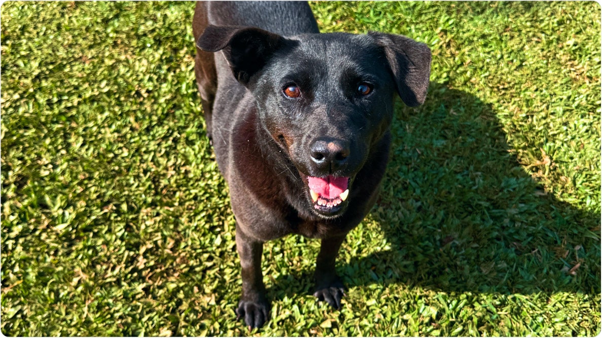 Cachorra Felina de porte médio em gramado sorri para a câmera. Disponível para adoção pelo Instituto Caramelo.
