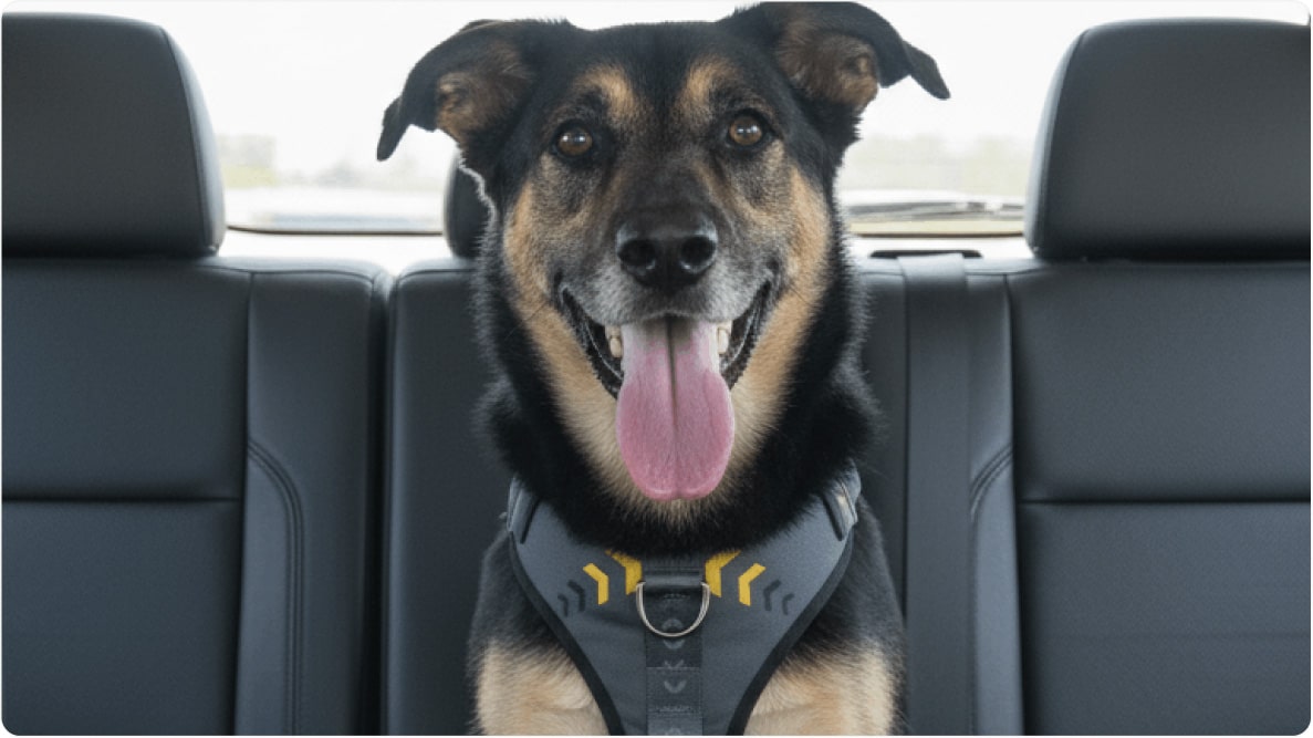 Cachorro Caju de porte grande sentado em um banco de carro usando o Peitoral Pet Chevrolet. Disponível para adoção pelo Instituto Caramelo.
