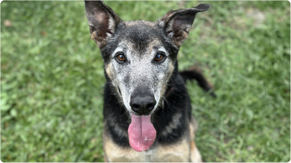 Cachorro Caju de 10 anos na grama, olhando para a câmera com a língua para fora. Disponível para adoção pelo Instituto Caramelo.