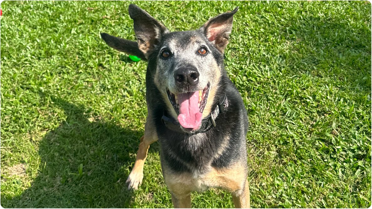 Cachorro Caju de 10 anos, alegre, em pé no gramado. Disponível para adoção pelo Instituto Caramelo.