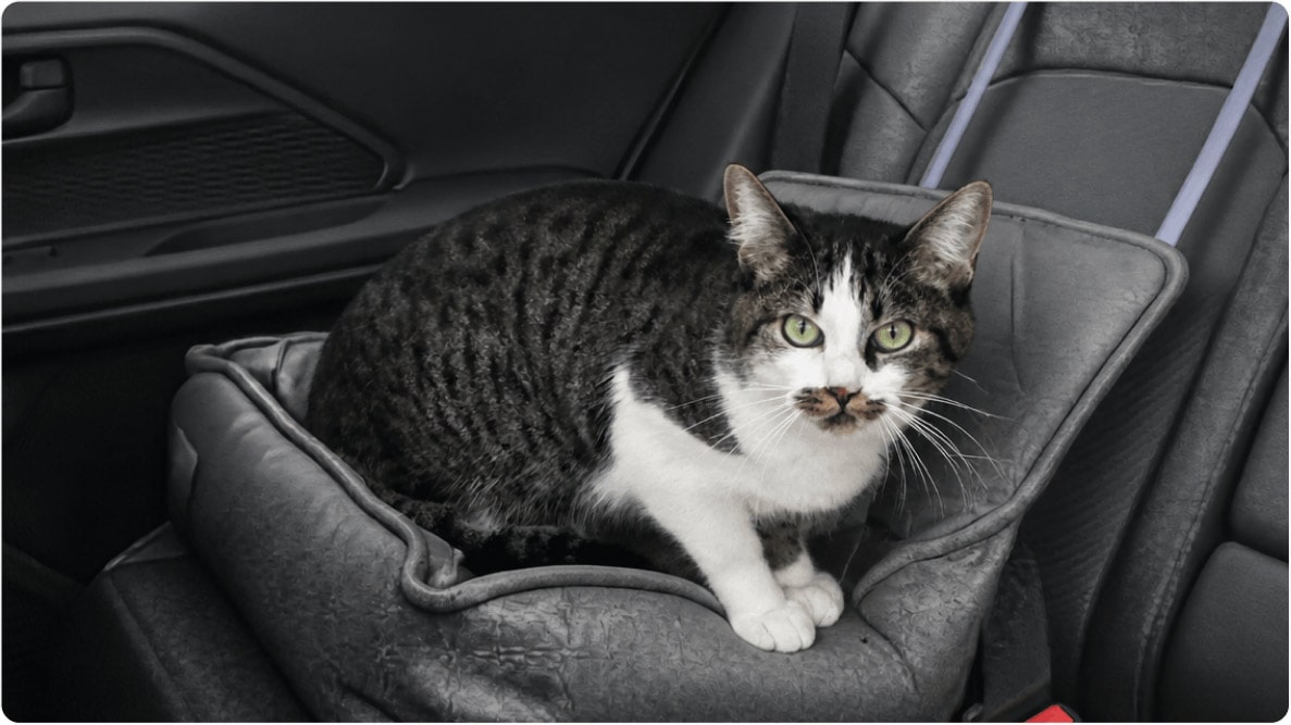 Gata Sra Cabeça de Batata de 6 anos, sentada em banco de carro. Disponível para adoção pelo Instituto Caramelo.