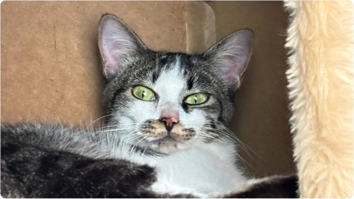 Gato Sra Cabeça de Batata de pelo rajado e branco deitada. Disponível para adoção pelo Instituto Caramelo.