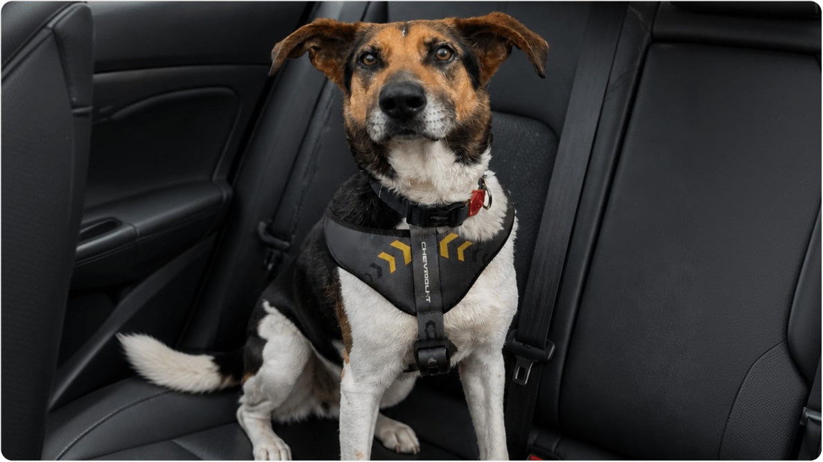 Cachorro Ronaldinho de porte grande, sentado no banco de um carro usando o Peitoral Pet Chevrolet. Disponível para adoção pelo Instituto Caramelo.