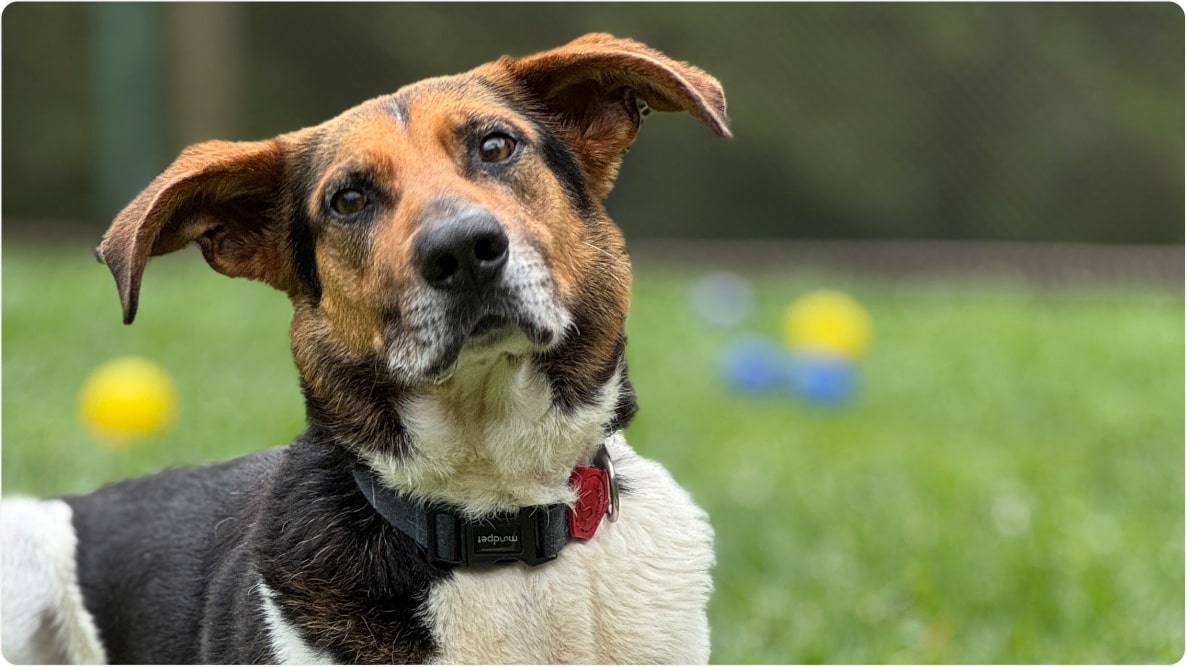 Close do cachorro Ronaldinho de 7 anos olhando para a câmera. Disponível para adoção pelo Instituto Caramelo.