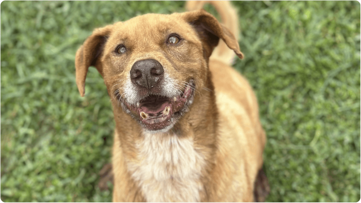 Cachorro Alcides de porte médio, sentado na grama, olha para a câmera. Disponível para adoção pelo Instituto Caramelo.