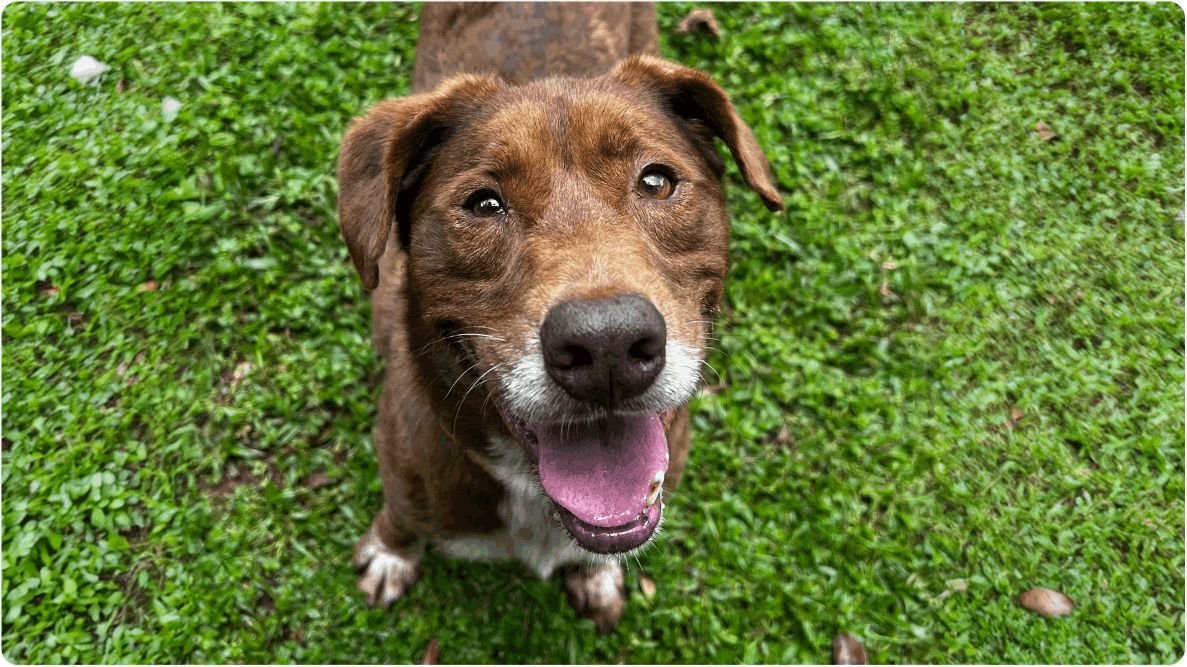 Cachorro Alcides de porte médio, em pé na grama olha para a câmera. Disponível para adoção pelo Instituto Caramelo.