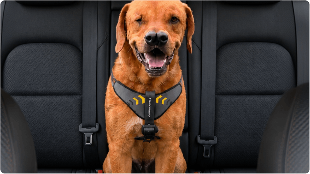 Mixirica, cachorro de porte grande deitado no banco de um carro. Disponível para adoção pelo Instituto Caramelo.