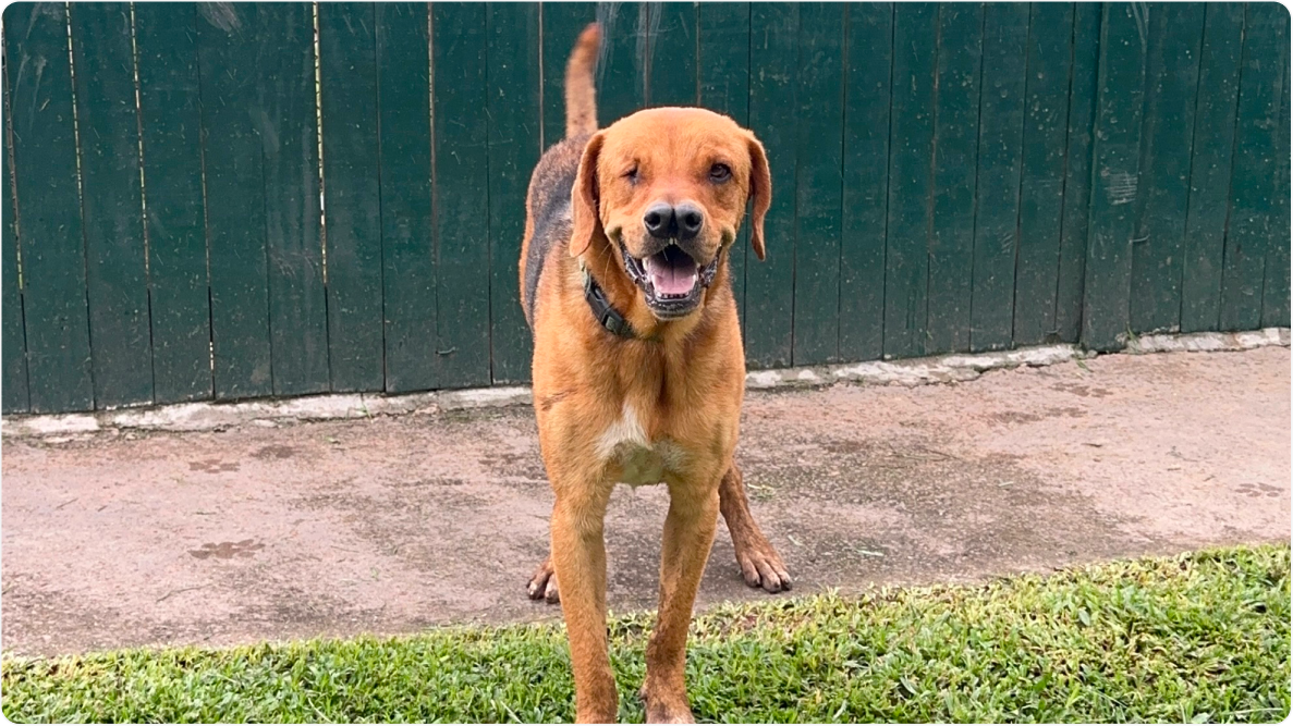 Cachorro de porte grande Mixirica em pé olhando para a câmera. Disponível para adoção pelo Instituto Caramelo.