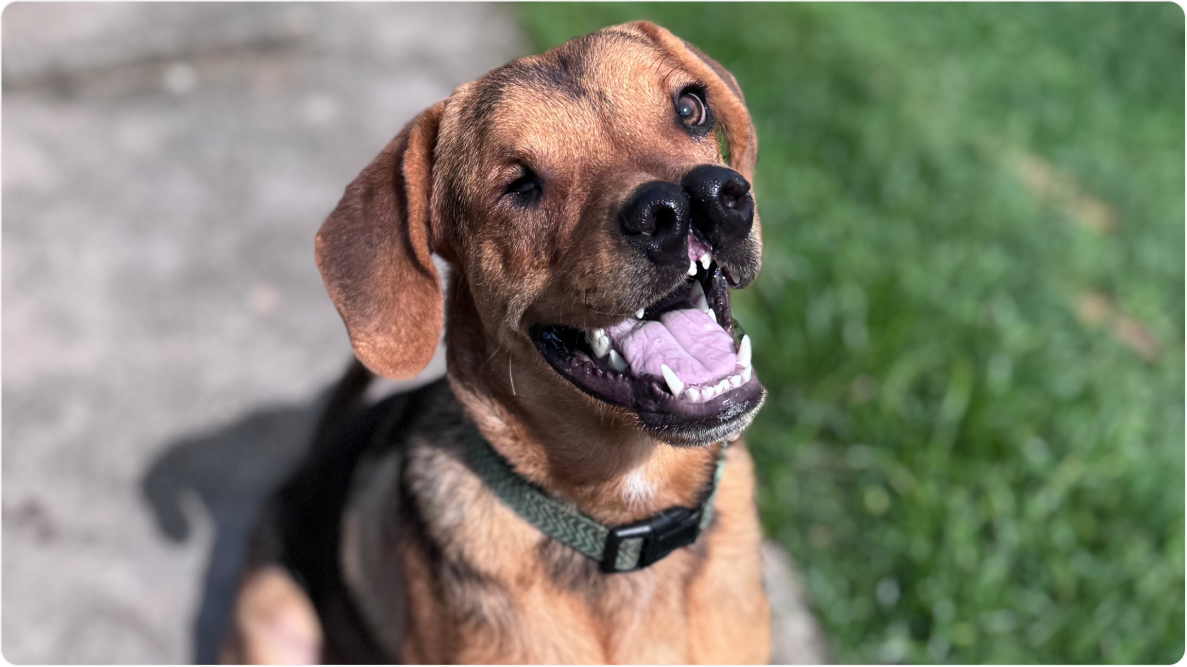 Close do Mixirica, cachorro de porte grande, olhando para a câmera. Disponível para adoção pelo Instituto Caramelo.
