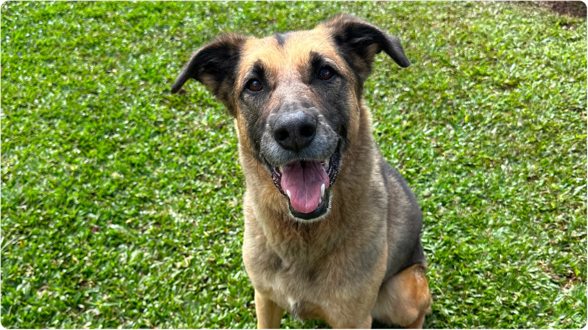 Cachorro Ícaro: porte médio, sentado na grama. Disponível para adoção pelo Instituto Caramelo.