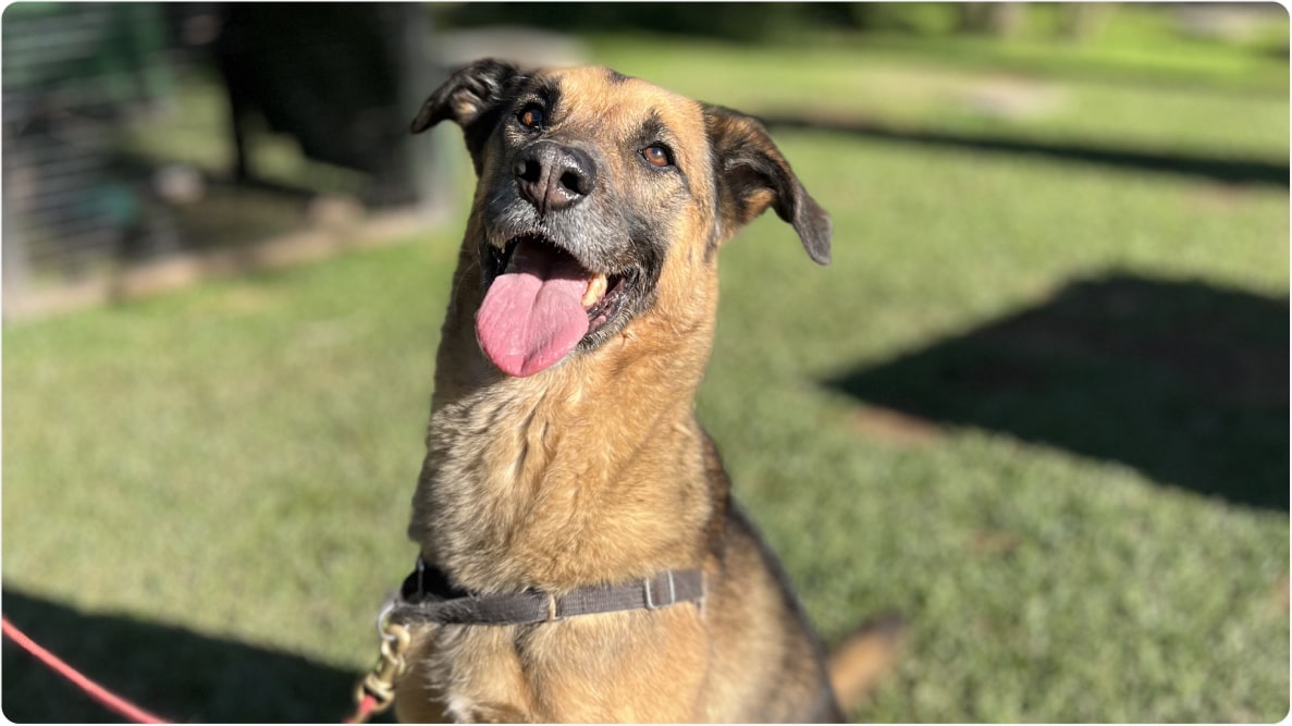 Cachorro Ícaro: porte médio, sentado na grama com a língua para fora. Disponível para adoção pelo Instituto Caramelo.