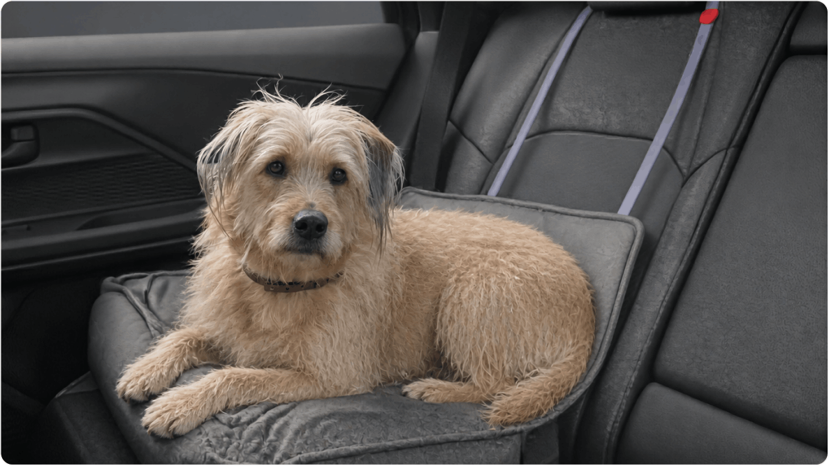 Cachorro Zeca, de 4 anos sentado em banco de carro. Disponível para adoção pelo Instituto Caramelo.