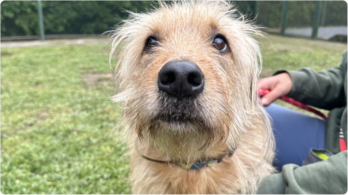 Close do cachorro Zeca de 4 anos, porte médio. Disponível para adoção pelo Instituto Caramelo.