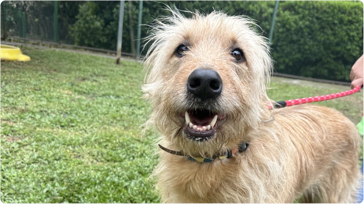 Cachorro Zeca de porte médio sorri para a câmera. Disponível para adoção pelo Instituto Caramelo.