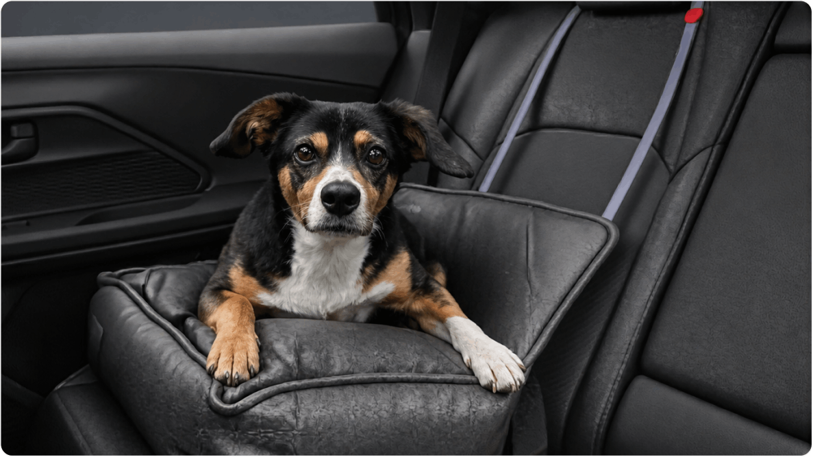 Cachorro Zezo de porte médio sentado em banco de carro. Disponível para adoção pelo Instituto Caramelo.