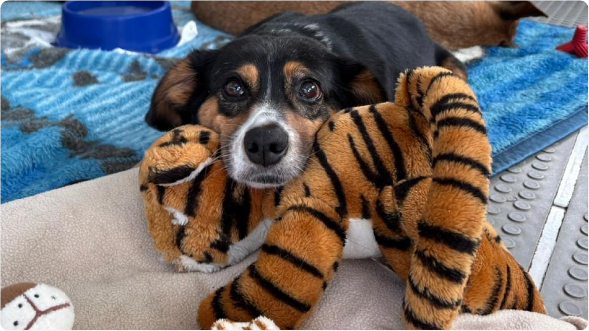 Cachorro Zezo de 9 anos, com sua pelúcia de tigre. Disponível para adoção pelo Instituto Caramelo.