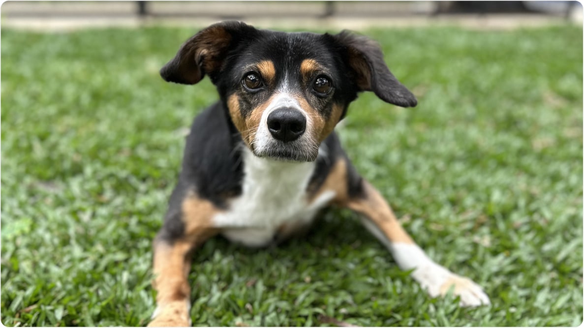 Cachorro Zezo de porte médio em gramado, usando sua cadeirinha de rodas. Disponível para adoção pelo Instituto Caramelo.