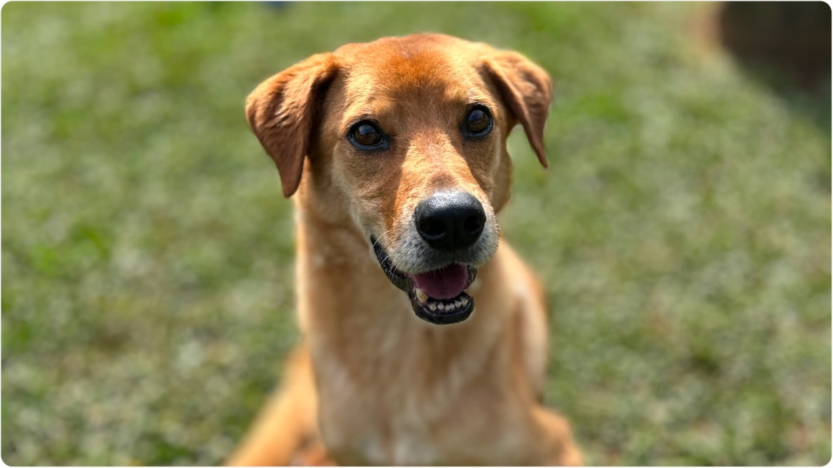 Close do cachorro Thor, de porte médio, sorrindo para a câmera. Disponível para adoção pelo Instituto Caramelo.