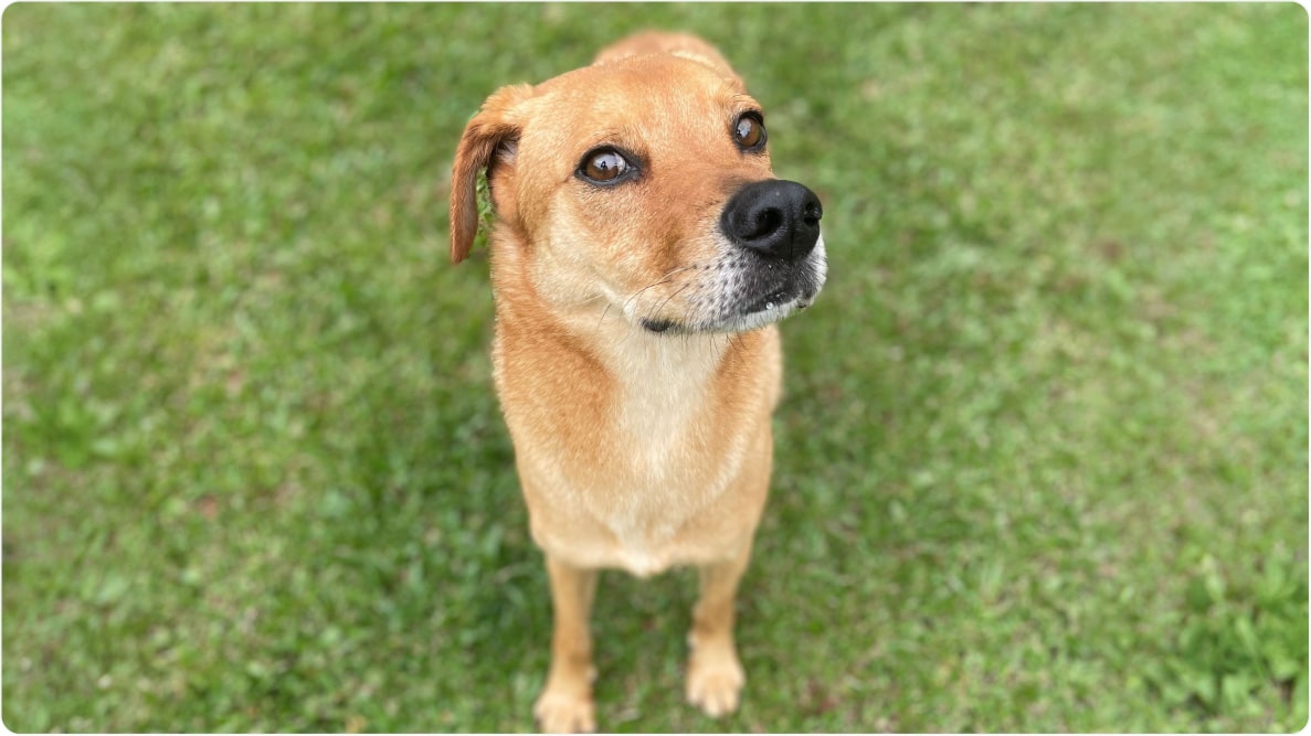 Cachorro Thor de porte médio em pé num gramado. Disponível para adoção pelo Instituto Caramelo.
