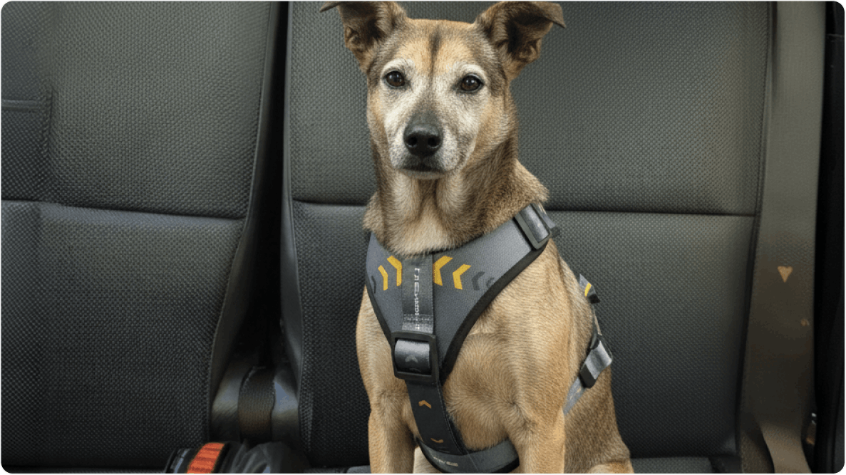 Cachorra K2 de porte médio, sentada no banco de um carro usando peitoral Chevrolet cinza. Disponível para adoção pelo Instituto Caramelo.