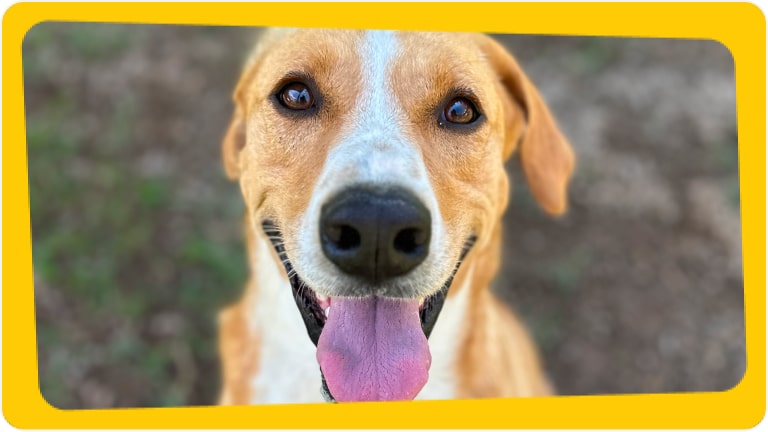 Cachorro Mário Luiz disponível para adoção responsável - Chevrolet e Instituto Caramelo