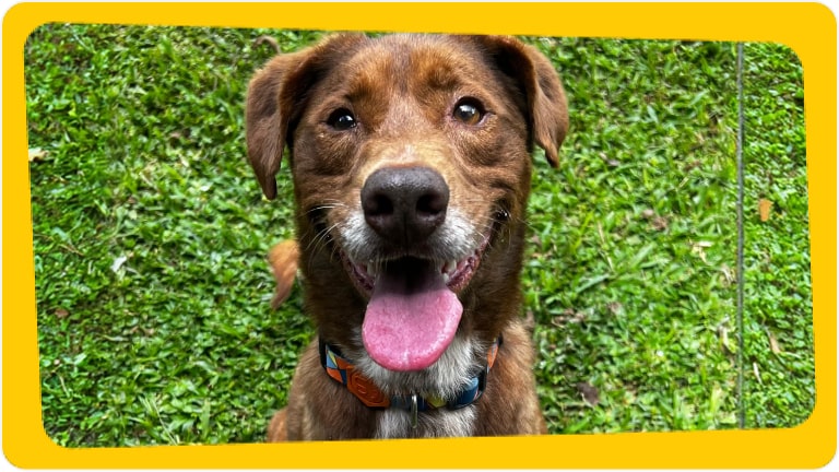 Cachorro Alcides disponível para adoção responsável - Chevrolet e Instituto Caramelo