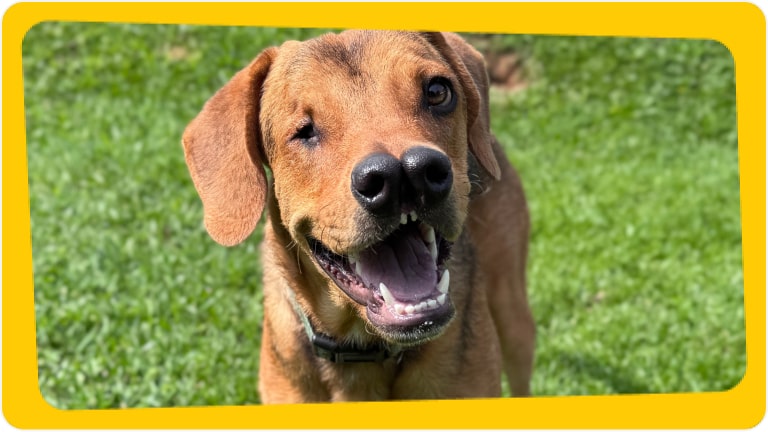 Cachorro Mixirica disponível para adoção responsável - Chevrolet e Instituto Caramelo