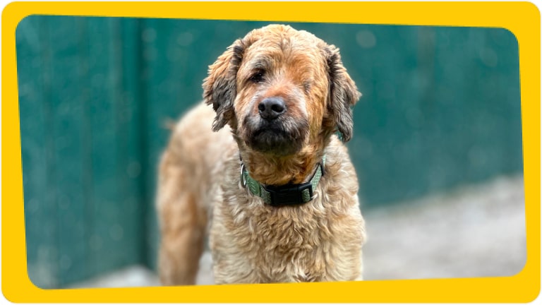 Cachorro Nick Fury disponível para adoção responsável - Chevrolet e Instituto Caramelo