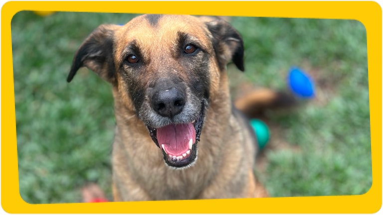 Cachorro Ícaro disponível para adoção responsável - Chevrolet e Instituto Caramelo
