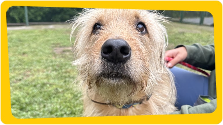 Cachorro Zeca disponível para adoção responsável - Chevrolet e Instituto Caramelo