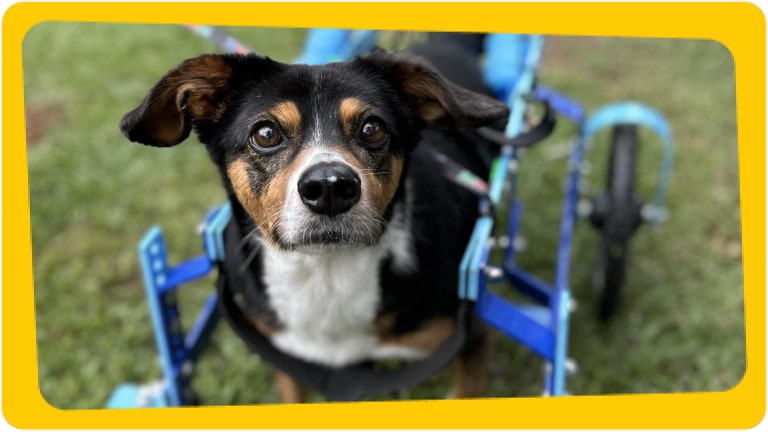 Cachorro Zezo disponível para adoção responsável - Chevrolet e Instituto Caramelo